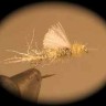 CDC PMD Emerger
